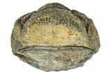 Long, Curled Morocops Trilobite - Morocco #323511-2